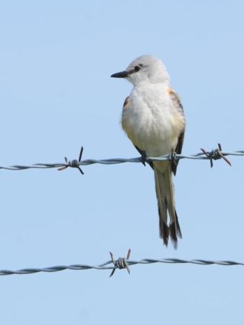 In the U.S., scissor-tailed flycatchers are typically found in Texas and Oklahoma. A few have wandered to Maine over the years. (Photo courtesy of Richard Garrigus) Scissor-tailed flycatcher, Boothbay Register