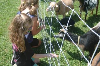 Crimson Spicer, 7, feeds a goat. ART MAYERS/Wiscasset Newspaper