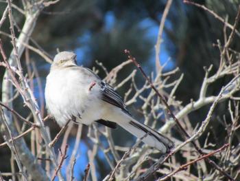 Northern Mockingbird, Boothbay Register, Jeff Wells