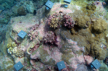 An experiment in Palmyra Atoll National Wildlife Refuge collects coral larvae, allowing researchers to enumerate the number of baby corals settling on a reef. Recent research shows that corals are establishing new reefs in temperate regions as they retreat from increasingly warmer waters at the equator. Courtesy of Nichole Price/Bigelow Laboratory for Ocean Sciences