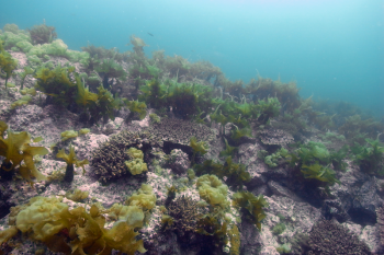 Corals grow alongside seaweed in the temperate waters surrounding Nagasaki, Japan. Recent research shows that corals are establishing new reefs in temperate regions as they retreat from increasingly warmer waters at the equator. Courtesy of Soyoka Muko/Nagasaki University