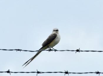 Scissor-tailed flycatchers are aptly named for their long, scissor-like tail. (Photo courtesy of Charles Duncan) Scissor-tailed flycatcher, Boothbay Register
