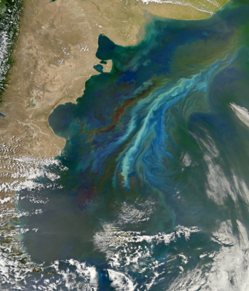Blooms of a tiny algae called coccolithophores near the Falkland Islands are visible from space as bright turquoise swirls. New research shows that coccolithophores are mysteriously scarce in one of the most fertile and productive regions of the Atlantic Ocean.Courtesy of Norman Kuring, Ocean Color Group/NASA Goddard Space Flight Research Center