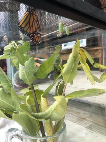 A newly emerged butterfly and an almost full-grown caterpillar. JENNY BENNETT/Boothbay Register