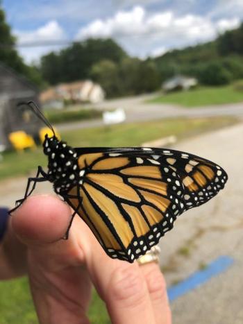 A butterfly is ready to be tagged and released. JENNY BENNETT/Boothbay Register