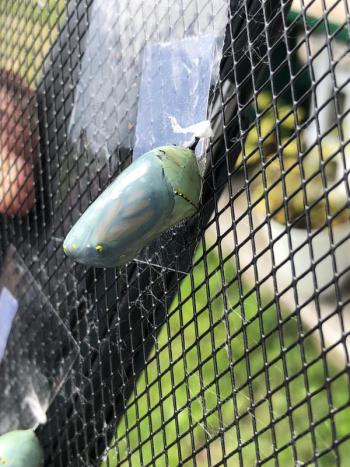 The butterfly is visible through the thin case of the chrysalis. The jeweled necklace is the pupa’s air holes. JENNY BENNETT/Boothbay Register