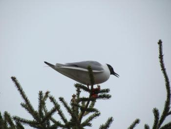 #bird-column, #Boothbay-Register, #Allison-Wells, #Jeff-and-Allison-Wells, #Maine #birds, #gulls