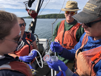 From left to right: Geneva York, David Emerson, Peter Countway, and Samantha Silverbrand gather data from the Damariscotta River Estuary. Photo courtesy of Jeremy Rich.