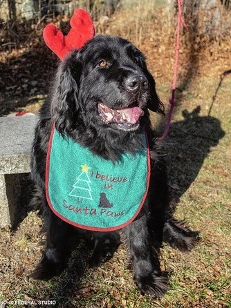  Fritz-the-Reindeer-Dog 
