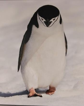 “Chinstrap Penguin” photograph by Duane Lowe