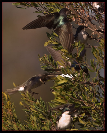 In winter, tree swallows have broadened their diets to include, in the northernmost region, bayberries, somehow managing to get nutrients from the small, gray, hard, wax-covered berries. Courtesy of Kirk Rogers #bird-column, #treeswallows, #boothbayregister, #birds, #maine