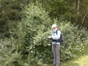 Surveying several large, invasive autumn olive shrubs at the edge of a field. Courtesy of the Maine Department of Agriculture, Conservation and Forestry.