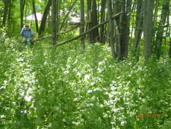 A project staff member surveys a large patch of invasive garlic mustard in Sidney. Courtesy of the Maine Department of Agriculture, Conservation and Forestry.