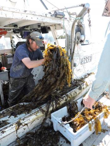 Alex Hutchins of Morning Star Fisheries on Southport Island, unloads some kelp. Diane Randlett photo