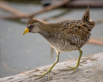 #bird-column, #boothbayregister, #birds, #maine