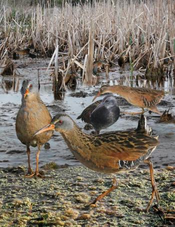 #bird-column, #Boothbay-Register, #Jeff-and-Allison-Wells, #birds, #Maine, #Virginia rail, #MaineBirdAtlas