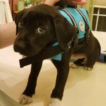 A bashful Casey isn’t sure he likes the fit of his new life jacket. Courtesy photo