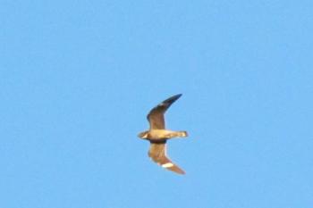 #bird-column, #boothbay register, #Jeff and Allison Wells, #Wiscasset newspaper, #Migratory Bird Treaty Act, #Maine, #birds, #common nighthawk