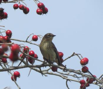 #bird-column, #boothbay register, #Jeff and Allison Wells, #Wiscasset newspaper, #Migratory Bird Treaty Act, #Maine, #birds