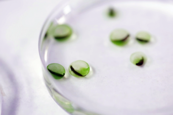 Salamander eggs in a laboratory experiment are visibly colored green by a symbiotic alga. New research reports that the eggs compete with the algae to assimilate carbon from their surroundings – a finding that could inform similar processes in the dark ocean. Courtesy of Erin Chapman/American Museum of Natural History