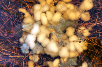 A spotted salamander is surrounded by eggs that contain a symbiotic alga during a spring egg-laying event. New research reports that the eggs compete with the algae to assimilate carbon from their surroundings – a finding that could inform similar processes in the dark ocean. Ryan Kerney/Gettysburg College photo