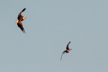 An eagle and an osprey battle over a fish. Colleen McGarry photo