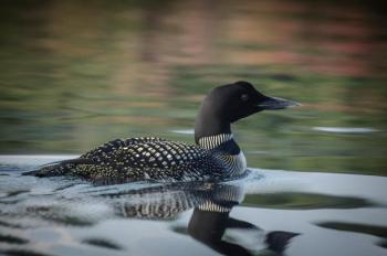 Common loons are one of the most iconic of Maine’s wildlife that will benefit from the safety net of a Land for Maine’s Future bond. Photo by Ted Anderson, courtesy of the Natural Resources Council of Maine #bird-column, #birds, #JeffandAllisonWells, #BoothbayRegister, #WiscassetNewspaper, #landformaine’sfuture, #LMF, Maine