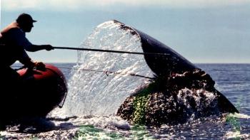 Numbering fewer than 400 worldwide, the Right Whale is the subject of the documentary “Entangled.” Watch it and be part or the livestream discussion Oct. 23. Courtesy of David Abel