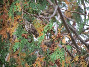 #bird-column, #AllisonWells, #JeffandAllisonWells, #BoothbayRegister, #WiscassetNewspaper, #birds, #winterfinch, #irruptions, #invasions 