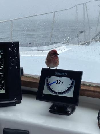 A migrating male purple finch took refuge on this boat about 12 miles off Boothbay Harbor last week. (Photo courtesy Sewall Maddocks.) #bird-column, #AllisonWells, #JeffandAllisonWells, #BoothbayRegister, #WiscassetNewspaper, #birds, #winterfinch, #irruptions, #invasions