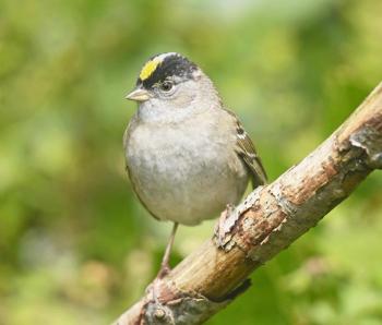 #bird-column, #boothbay-register, #Jeff-and-Allison-Wells, #birds, #goldencrownedsparrow, #wiscasset-newspaper