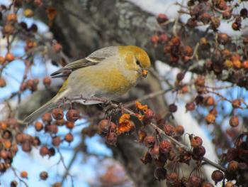 #bird-column, #boothbay-register, #wiscasset-newspaper, #birds, #jeff-and-allison-wells, #maine, #christmas-bird-count
