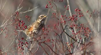 Like its cousins, the American robins, the redwing eats natural fruits and berries in winter, as this celebrity visitor was doing at a park in Portland while many socially distanced birders looked on. Doug Hitchcox photo #bird-column, #boothbay-register, #wiscasset-newspaper, #redwing, #birds, #Jeff-and-Allison-Wells, #Maine