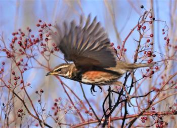 #bird-column, #boothbay-register, #wiscasset-newspaper, #redwing, #birds, #Jeff-and-Allison-Wells, #Maine