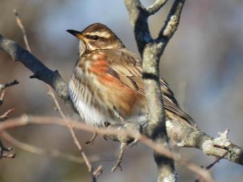 This redwing, a Eurasian thrush, was found in Portland this past week, the second record for the species in Maine. Matthew Gilbert photo #bird-column, #boothbay-register, #wiscasset-newspaper, #redwing, #birds, #Jeff-and-Allison-Wells, #Maine