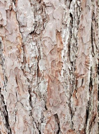 Bark patterns, colors and textures can be ways to identify trees during winter. The Red Pine’s reddish-brown bark (pictured) is where the tree’s name originates. Courtesy of BRLT