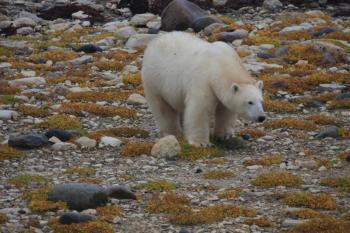 Birds, like scoters, that winter along our Maine coast may see polar bears during their migratory journey north through Hudson and James Bay. Photo courtesy of Traveling Otter from Wikimedia Commons. #bird-column, #boothbay-register, #wiscasset-newspaper, #birds, #maine, #jeff-and-allison-wells, #Mushkegowuk Council