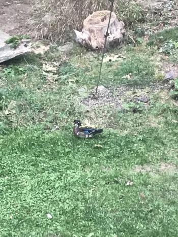 New birder (Jeff’s) brother Andy shared this photo of a wood duck at his feeder last fall, helping the authors recapture the excitement of seeing a bird for the first time. Courtesy of Andrew Roth-Wells. #bird-column, #Jeff-and-allison-wells, #maine, #birds