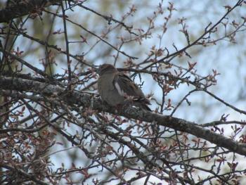 #bird-column, #boothbay-register, #wiscasset-newspaper, #Jeff-and-Allison-Wells, #white-winged-dove, #maine, #birds