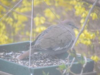 #bird-column, #boothbay-register, #wiscasset-newspaper, #Jeff-and-Allison-Wells, #white-winged-dove, #maine, #birds