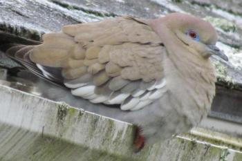 This past week, Maine had a rare visitor, a white-winged dove. This species normally occurs in southern Florida and the southwester U.S. Courtesy of Jeff Wells. #bird-column, #boothbay-register, #wiscasset-newspaper, #Jeff-and-Allison-Wells, #white-winged-dove, #maine, #birds