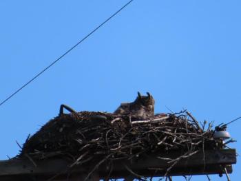 #bird-column, #birds, #Jeff-and-Allison-Wells, #Boothbay-Register, #Maine