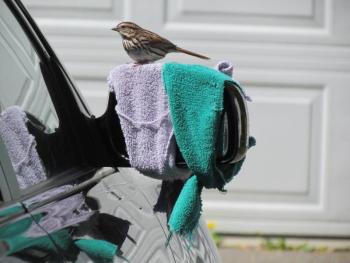 #bird-column, #boothbay-register, #Jeff-and-Allison-Wells, #birds #maine