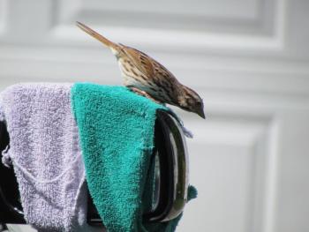 #bird-column, #boothbay-register, #Jeff-and-Allison-Wells, #birds #maine