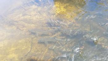 Nequasset Lake has had a sustainable alewife harvest for generations. The volunteer fish count helps to support this important harvest. Courtesy of Kathy Gravino