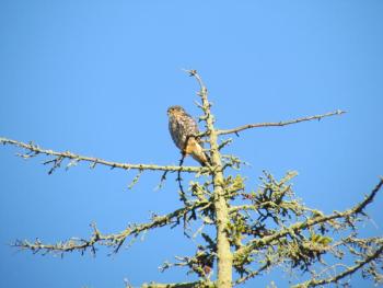 #bird-column, #jeff-and-allison-wells, #Boothbay-Register, #maine, #birds