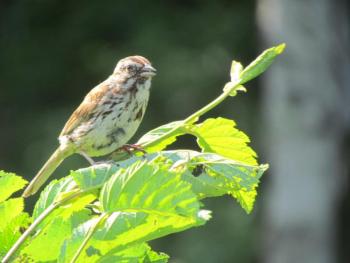 While panting helps keep birds like this song sparrow cool on hot days, it also means they must drink more water to avoid dehydration. Courtesy of Jeff Wells. #bird-column, #boothbay-register, #jeff-and-allison-wells, #birds, #maine