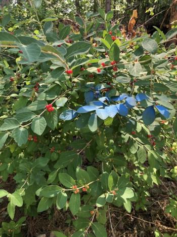 The invasive honeysuckle is painted blue for easy identification. Unlike the native honeysuckle, the invasive variety blooms early and is in berry by mid to late June. JENNY BENNETT/Boothbay Register