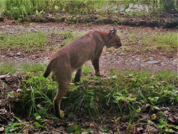Among other species detected by our friend's game camera in Jefferson was this handsome bobcat. Courtesy of Richard Del Gallo #bird-column, #maine, #Jeff-and-Allison-Wells, #birds, #boothbay-register, #wildlife-cams, #bobcat