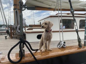 Leilani the poodle checks out the Wiscasset waterfront Aug. 19 from her home, the 1939, Wiscasset-built schooner When and If, as it arrives in Wiscasset Aug. 19 for the inaugural Schoonerfest. SUSAN JOHNS/Wiscasset Newspaper